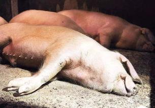 甘肃猪瘟最新爆料,防控措施升级,养殖户忧心忡忡 第1张 甘肃猪瘟最新爆料,防控措施升级,养殖户忧心忡忡 第1张